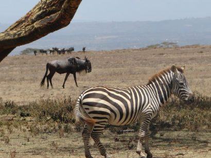 Lake Naivasha & Surroundings 2 Lake Naivasha & Surroundings 2