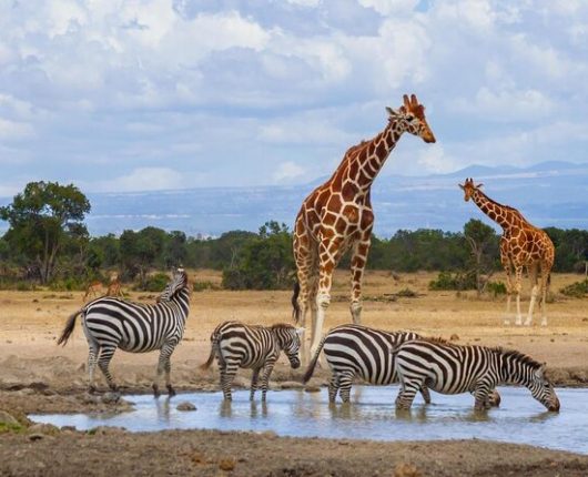 OlPejeta Safari 2