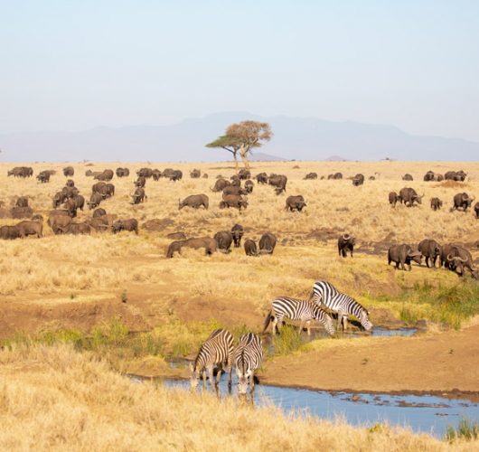 lewa conservancy lewa conservancy