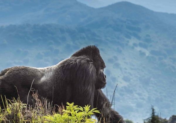 rwanda 3 rwanda 3
