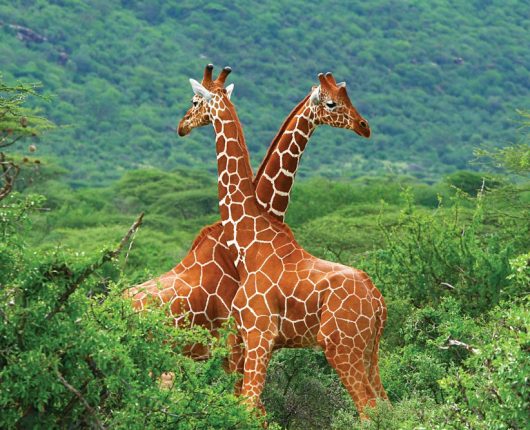 samburu game reserve 2 samburu game reserve 2