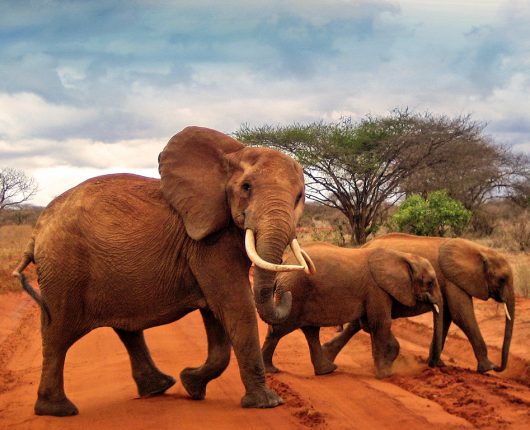 tsavo east tsavo east