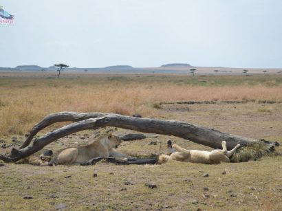 Kenya - Maasai Mara1 Kenya - Maasai Mara1