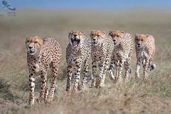 Tanzania Safari Packages (1) Tanzania Safari Packages (1)