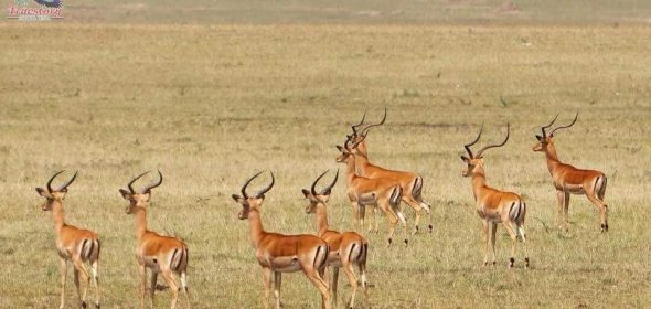 Tanzania Safari Packages (10) Tanzania Safari Packages (10)
