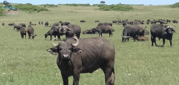 Tanzania Safari Packages (11) Tanzania Safari Packages (11)