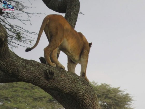 Tanzania Safari Packages (2) Tanzania Safari Packages (2)