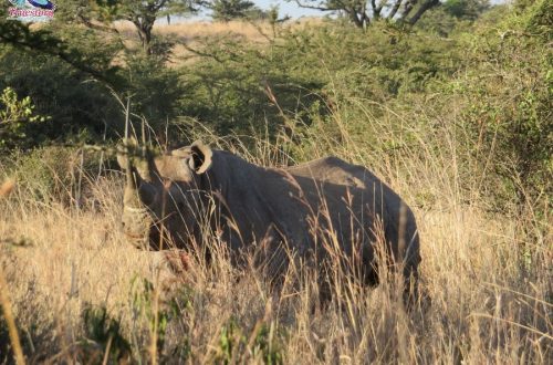 Tanzania Safari Packages (5) Tanzania Safari Packages (5)