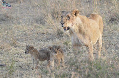 Tanzania Safari Packages (8) Tanzania Safari Packages (8)