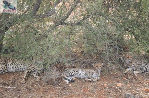 Tanzania Safari Packages (9) Tanzania Safari Packages (9)