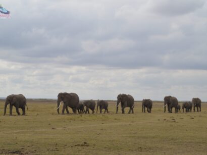 Amboseli3 Amboseli3